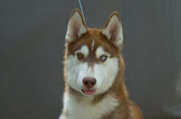 JAMAICA HUSKY - Dog Breeders