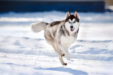 JAMAICA HUSKY - Dog Breeders