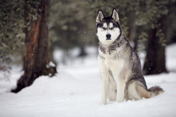 Howl’n Wind Siberian Huskies - Dog Breeders