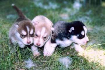 Bama Huskies - Dog Breeders