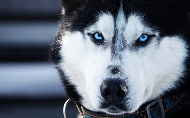 Bruck’s Siberian Huskies - Dog Breeders