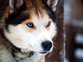 Akc Siberian Husky Pups From South Dakota - Dog and Puppy Pictures