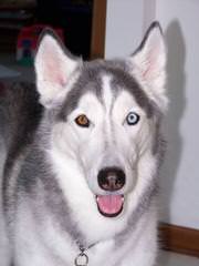 Bruck’s Siberian Huskies - Dog Breeders