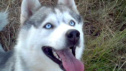 Northern Slope Siberians - Dog and Puppy Pictures