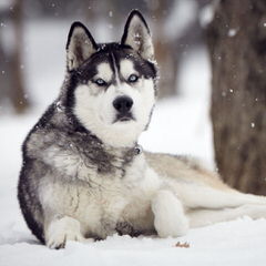 JAMAICA HUSKY - Dog and Puppy Pictures