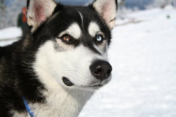 Bruck’s Siberian Huskies - Dog and Puppy Pictures