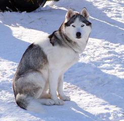 Akc Siberian Husky Wants To Be A Dad - Dog Breeders