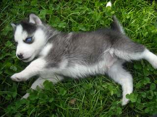 Northern Slope Siberians - Dog and Puppy Pictures