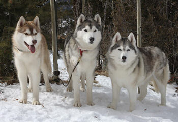 Bruck’s Siberian Huskies - Dog Breeders