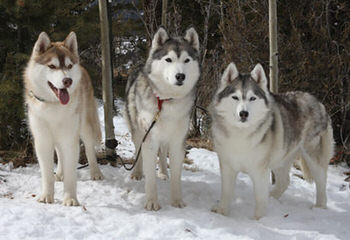 Pomsky and Siberian Husky Puppies - Dog Breeders