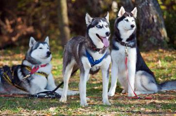 Bear Creek Kennels - Dog Breeders