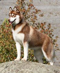 Free Amazing Husky Mix Dog - Dog and Puppy Pictures