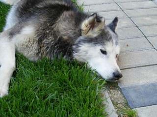 My Siberian Husky Kennels - Dog Breeders