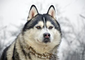 Dakine Siberian Huskies - Dog Breeders