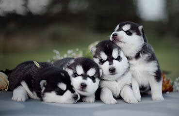 Huskies Extraordinaire of Cafitachiqu - Dog Breeders