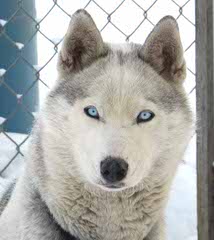 Meadow’s Marvels Siberian Husky - Dog Breeders