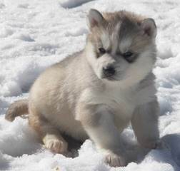 Looking For Siberian Love - Dog Breeders