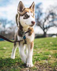 Hudson’s Huskies & Malamutes - Dog and Puppy Pictures