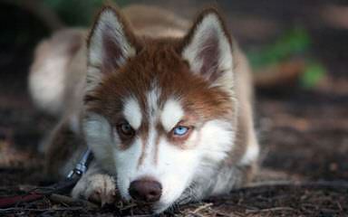 Sekia’s siberian Huskies - Dog Breeders