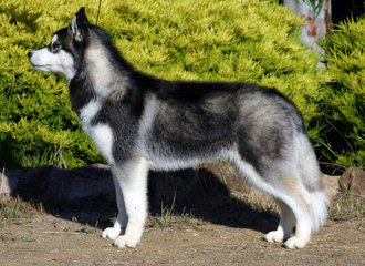 Hudson’s Huskies & Malamutes - Dog Breeders