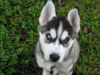 Hudson’s Huskies & Malamutes - Dog Breeders