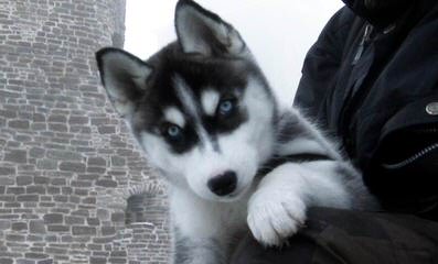 Siberian Husky Pups For Sale - Dog Breeders