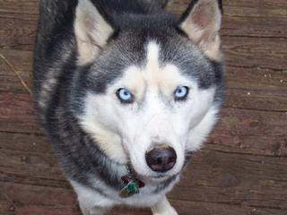 Northern Slope Siberians - Dog Breeders