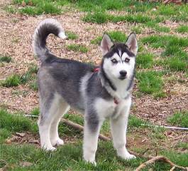 Northern Slope Siberians - Dog Breeders