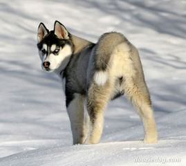 Seirra Siberian Huskies - Dog Breeders