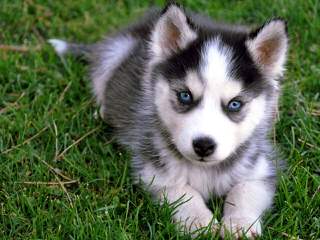 Siberian Husky Pups For Sale - Dog Breeders