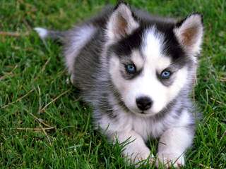 Heather’s Huskies - Dog Breeders