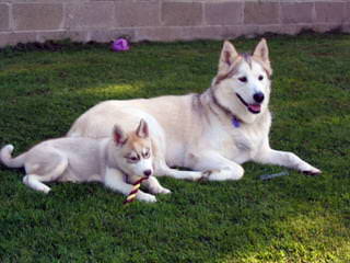 Huskies Extraordinaire of Cafitachiqu - Dog Breeders