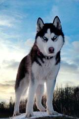 Looking For Male Husky To Breed With - Dog Breeders