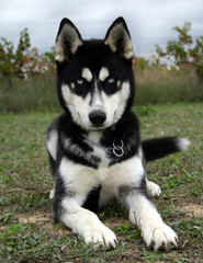Christmas Pet Suppliers – Buy Siberian Husky Puppies Online - Dog Breeders