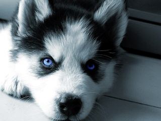 Seirra Siberian Huskies - Dog and Puppy Pictures