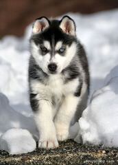 Sekia’s siberian Huskies - Dog and Puppy Pictures