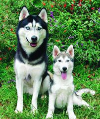 Siberian Husky Pups For Sale - Dog Breeders