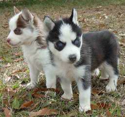 Seirra Siberian Huskies - Dog and Puppy Pictures