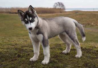 Northern Slope Siberians - Dog Breeders