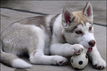 Mini Huskies – Alaskan Klee Kai - Dog Breeders