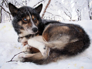 Mini Huskies – Alaskan Klee Kai - Dog Breeders