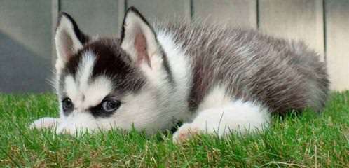 Mini Huskies – Alaskan Klee Kai - Dog Breeders