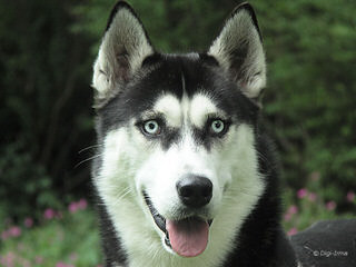 My Siberian Husky Kennels - Dog Breeders