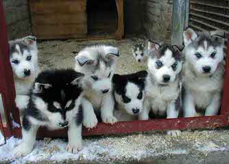 Northern Slope Siberians - Dog Breeders