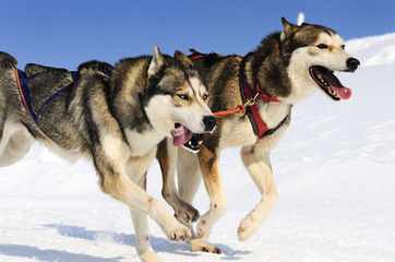 Sekia’s siberian Huskies - Dog Breeders