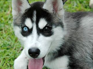 Siberian Husky - Dog Breeders