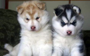 Seirra Siberian Huskies - Dog Breeders