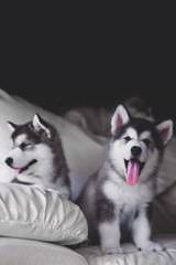 Mini Huskies – Alaskan Klee Kai - Dog Breeders