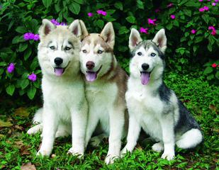 Christmas Pet Suppliers – Buy Siberian Husky Puppies Online - Dog and Puppy Pictures