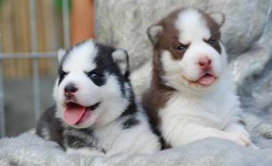 Dakine Siberian Huskies - Dog and Puppy Pictures